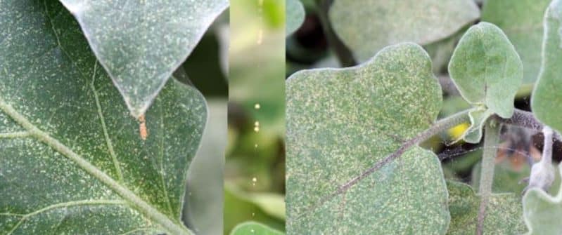How dangerous are spider mites on eggplants and how to effectively fight them