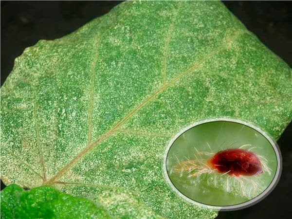 The best ways to treat eggplant diseases: photos and descriptions