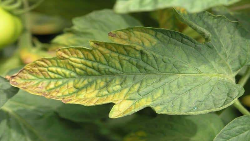 What to do if white spots appear on the leaves of tomatoes in the greenhouse