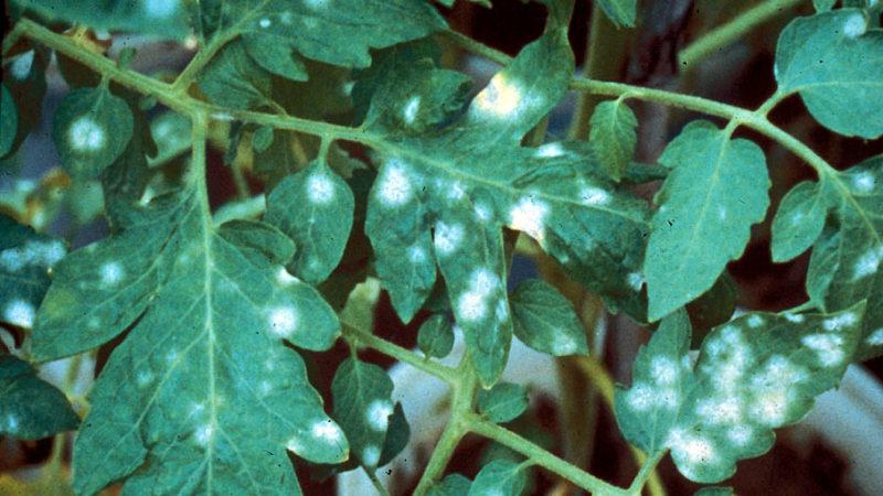 What to do if white spots appear on the leaves of tomatoes in the greenhouse