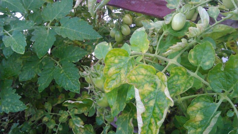 What to do if white spots appear on the leaves of tomatoes in the greenhouse