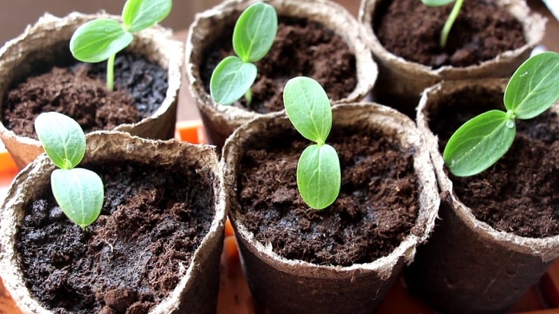 What to do if cucumber seedlings turn yellow: we eliminate the problem and prevent its occurrence