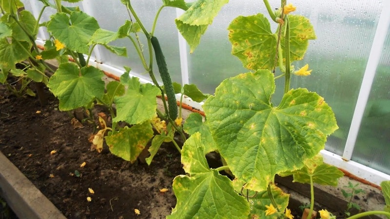What to do if cucumber seedlings turn yellow: we eliminate the problem and prevent its occurrence