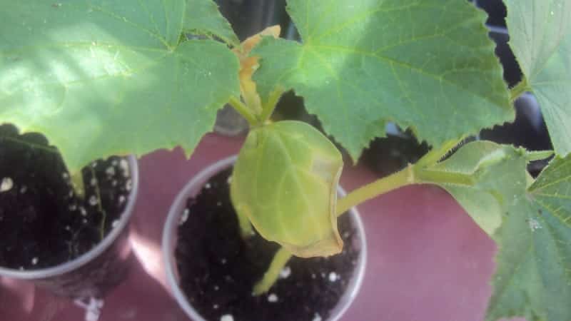 What to do if cucumber seedlings turn yellow: we eliminate the problem and prevent its occurrence
