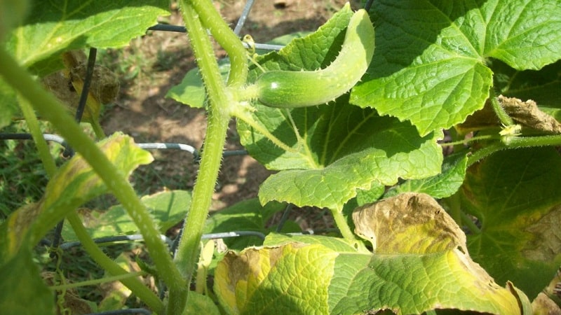 What to do if cucumber seedlings turn yellow: we eliminate the problem and prevent its occurrence