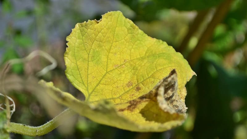What to do if cucumber seedlings turn yellow: we eliminate the problem and prevent its occurrence