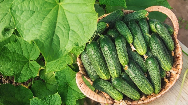 What to do if cucumber seedlings turn yellow: we eliminate the problem and prevent its occurrence