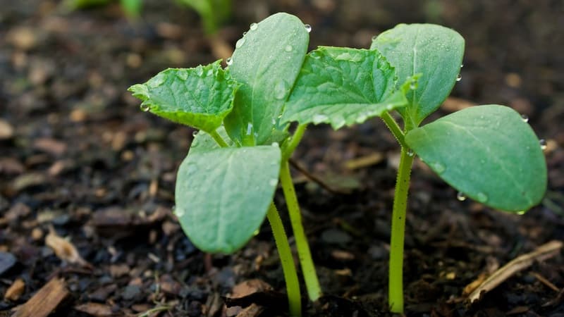 What to do if cucumber seedlings turn yellow: we eliminate the problem and prevent its occurrence