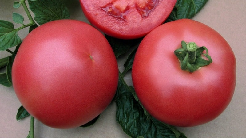 Hybrid variety from Japanese breeders - Pink Paradise F1 tomato