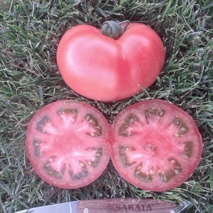 Hybrid variety from Japanese breeders - Pink Paradise F1 tomato