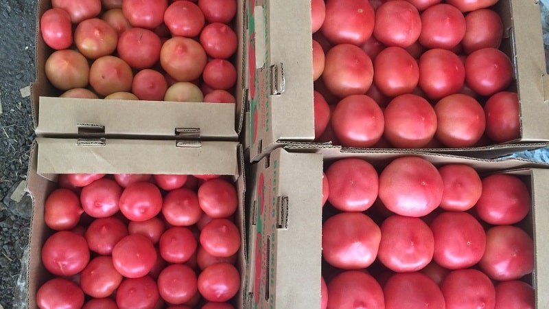Hybrid variety from Japanese breeders - Pink Paradise F1 tomato