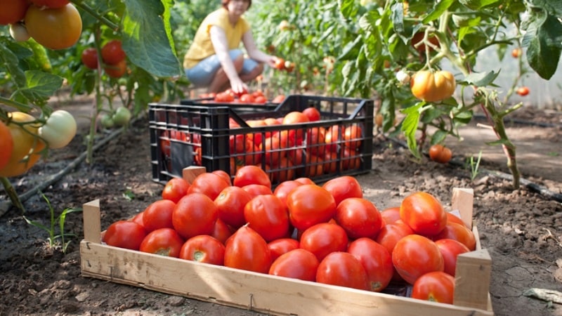 How to achieve high yields from red tomatoes