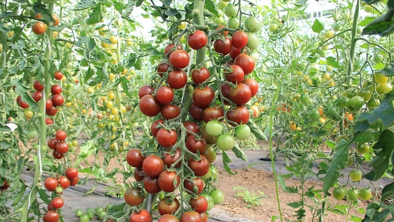 How to achieve high yields from red tomatoes
