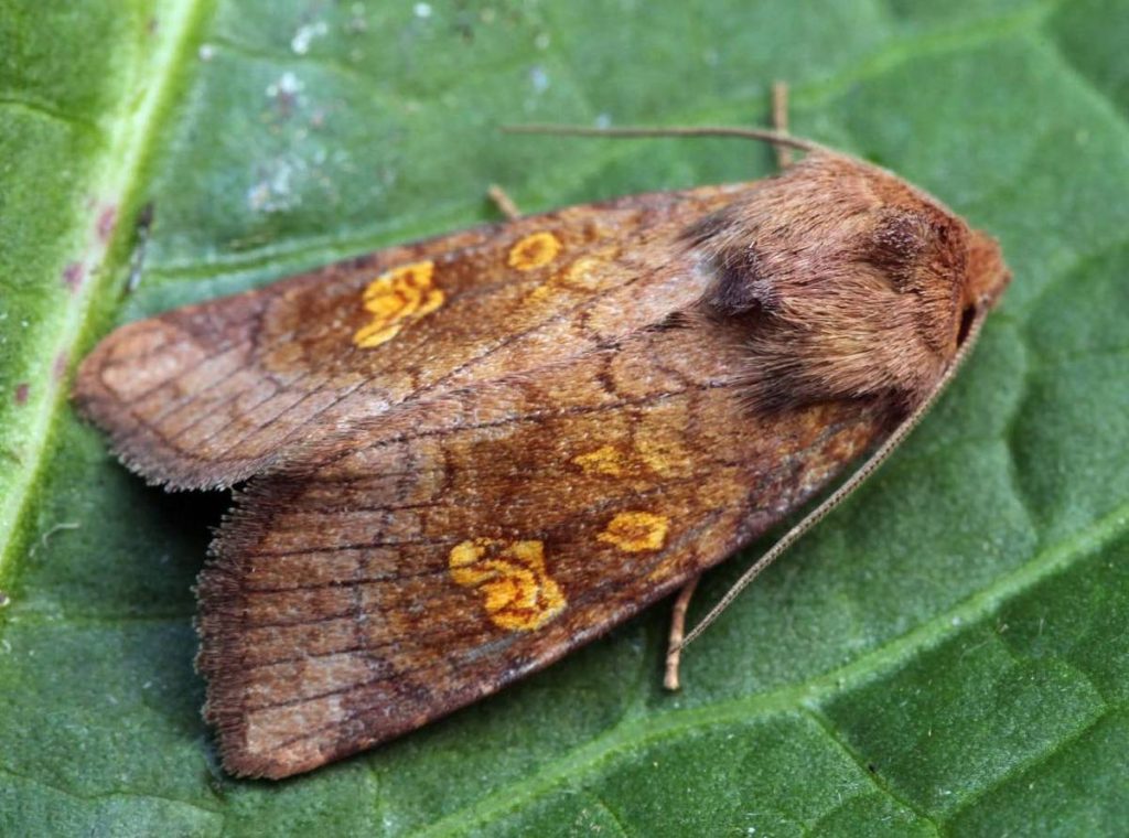 Chinese cabbage pests