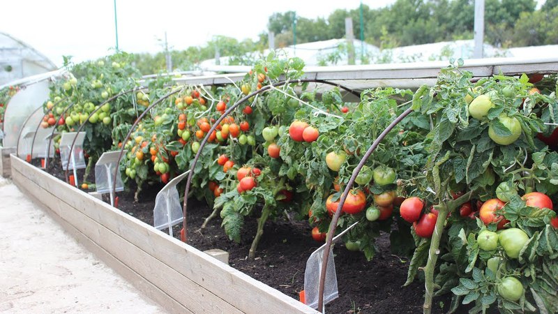How to get rid of cutworms on tomatoes once and for all?