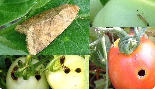 How to get rid of cutworms on tomatoes once and for all?