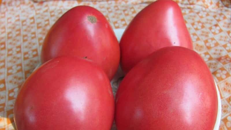 How to grow tomato Pudovik for greater yield