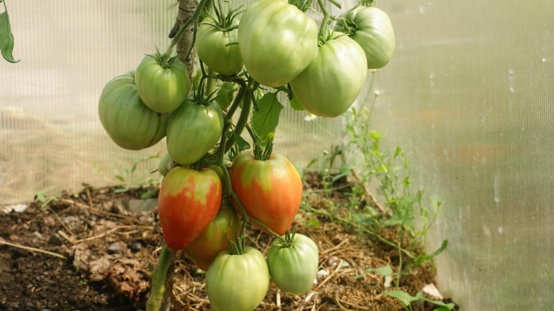 How to grow tomato Pudovik for greater yield
