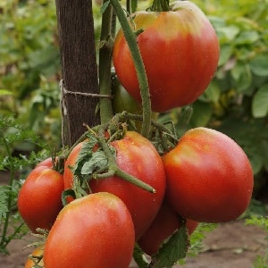 How to grow tomato Pudovik for greater yield