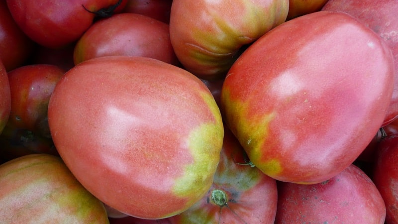 How to grow tomato Pudovik for greater yield