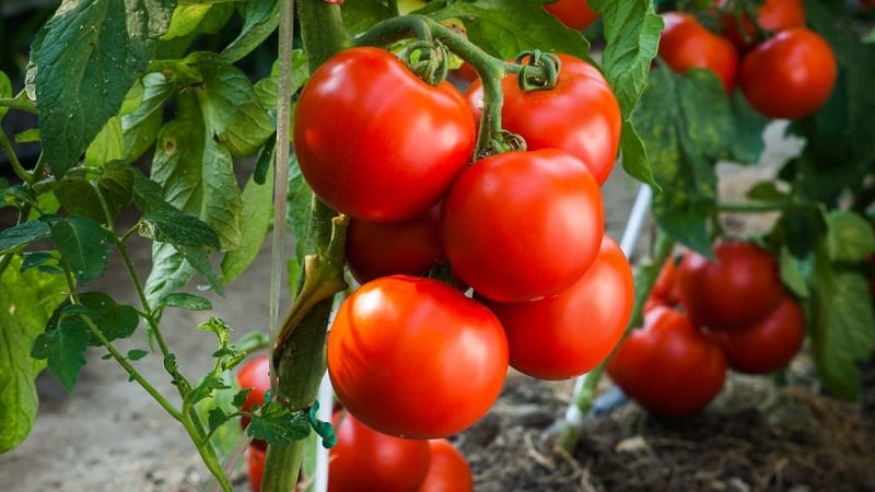Strong, stable bushes for open ground - Tatyana tomato: what is good and how to grow it correctly