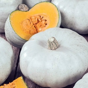 Large-fruited and mid-season variety of Volzhskaya gray pumpkin: rules of agricultural technology and tips for growing