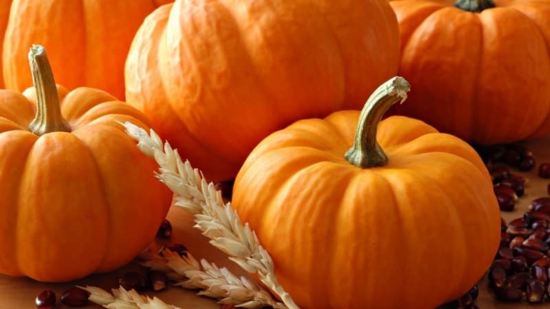 Tasty and healthy medicine from your own garden: pumpkin treatment for a number of diseases