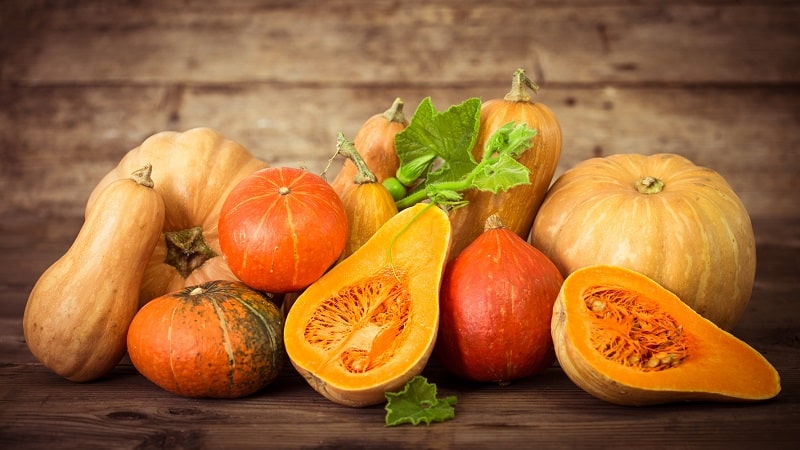 Tasty and healthy medicine from your own garden: pumpkin treatment for a number of diseases