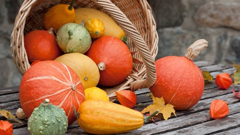 Tasty and healthy medicine from your own garden: pumpkin treatment for a number of diseases