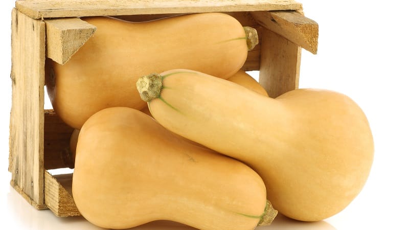 A favorite of gardeners and cooks - Butternut pumpkin: we grow it without hassle and use it in delicious recipes