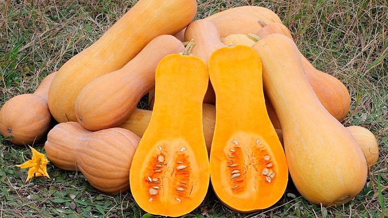 A favorite of gardeners and cooks - Butternut pumpkin: we grow it without hassle and use it in delicious recipes