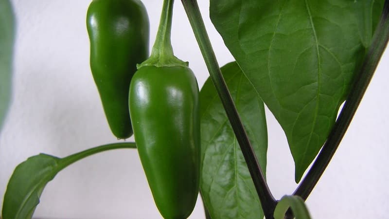 Pickled jalapeno peppers - recipes at home: 3 options for preparing a delicious, fiery snack