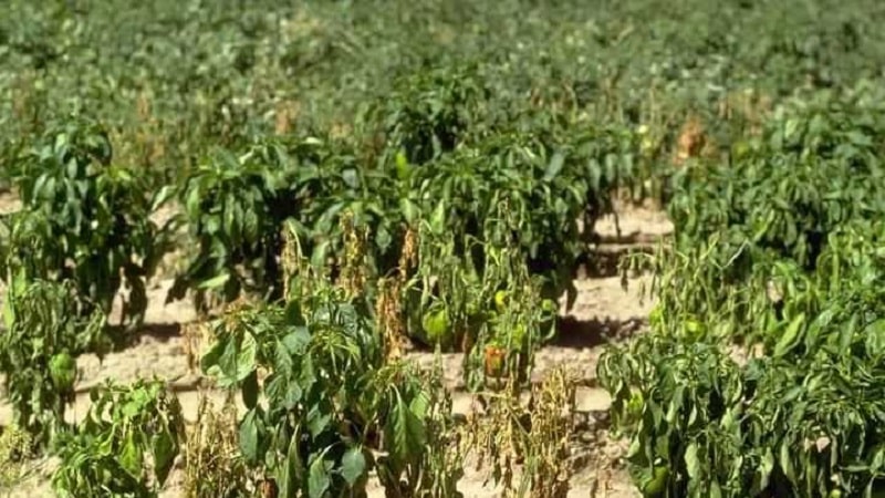Measures to combat Fusarium wilt of pepper and prevent the occurrence of the disease