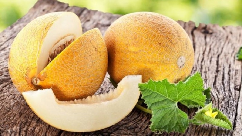 Is it possible to eat melon if you have gout and what are its benefits?