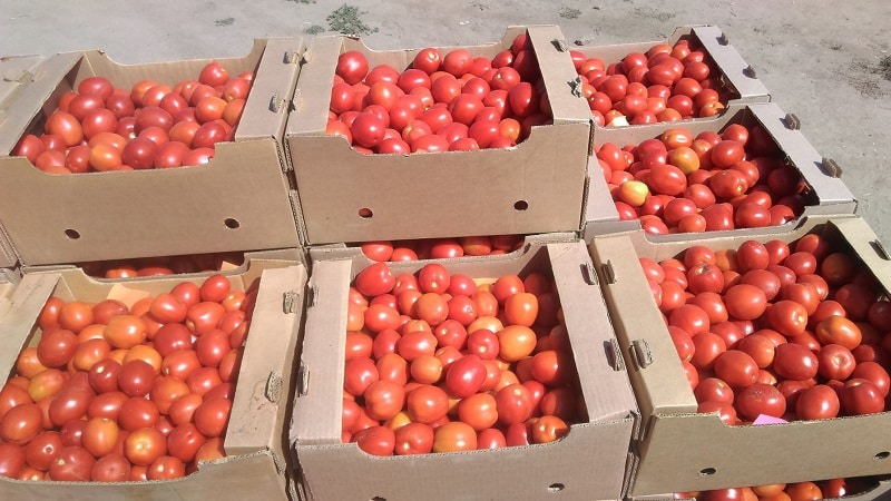 Unusual Slivka tomato and how to care for it
