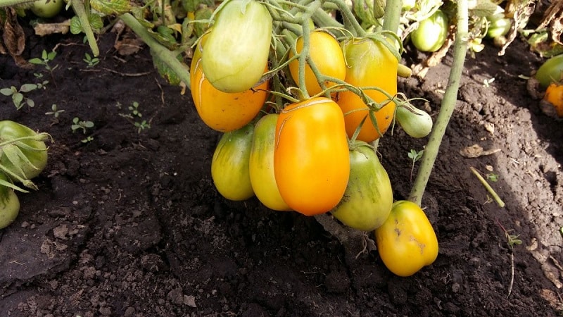Unusual Slivka tomato and how to care for it