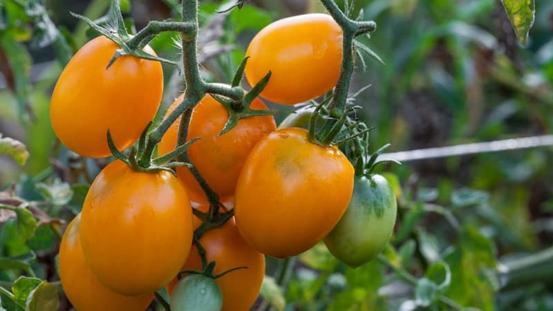 Unusual Slivka tomato and how to care for it