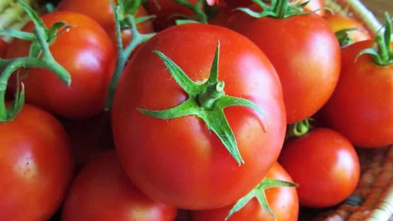 Overview of the Gardener tomato: advantages and disadvantages, growing conditions and characteristics of the finished crop