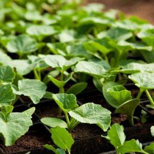 A very compact and prolific Amazon pumpkin with crispy sweet flesh: what is it good for and how to grow it correctly