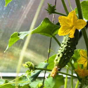 Why gray rot appears on cucumbers and how to deal with it