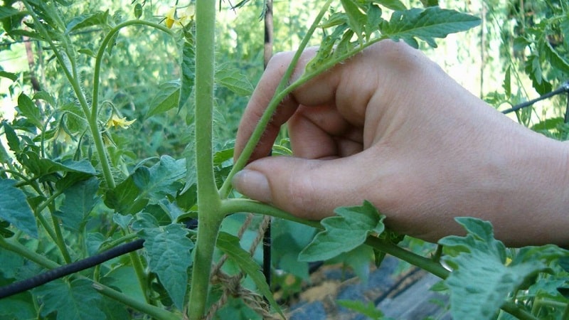 Step-by-step instructions for beginning gardeners: how to properly plant tomatoes in a greenhouse and why this is necessary
