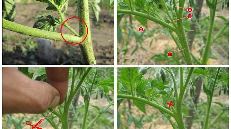 Step-by-step instructions for beginning gardeners: how to properly plant tomatoes in a greenhouse and why this is necessary