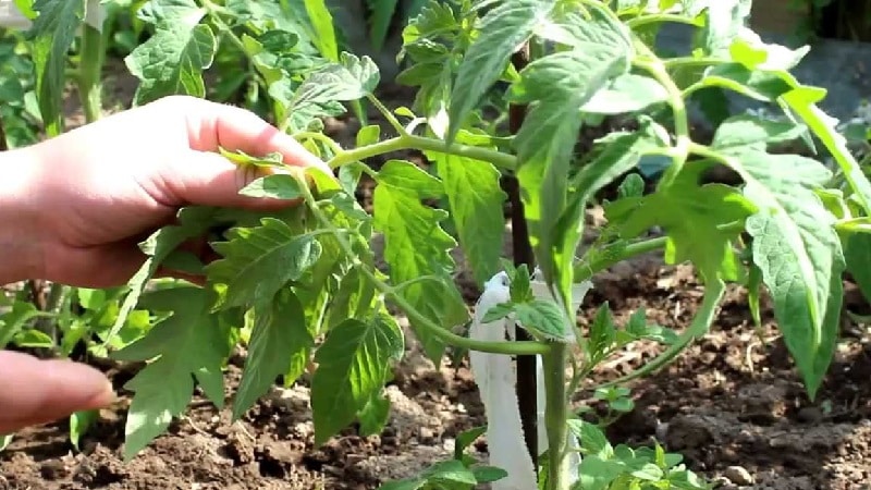We learn from experienced summer residents how to plant tomatoes correctly: an analysis of the nuances and a step-by-step description of the process