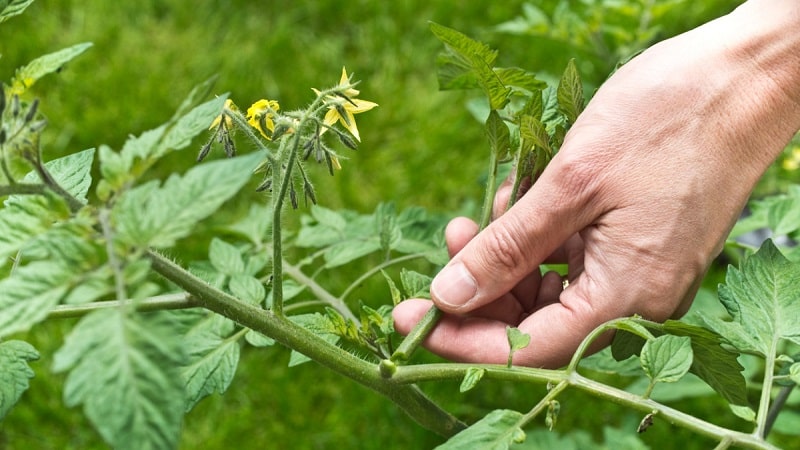 Step-by-step instructions for beginning gardeners: how to properly plant tomatoes in a greenhouse and why this is necessary