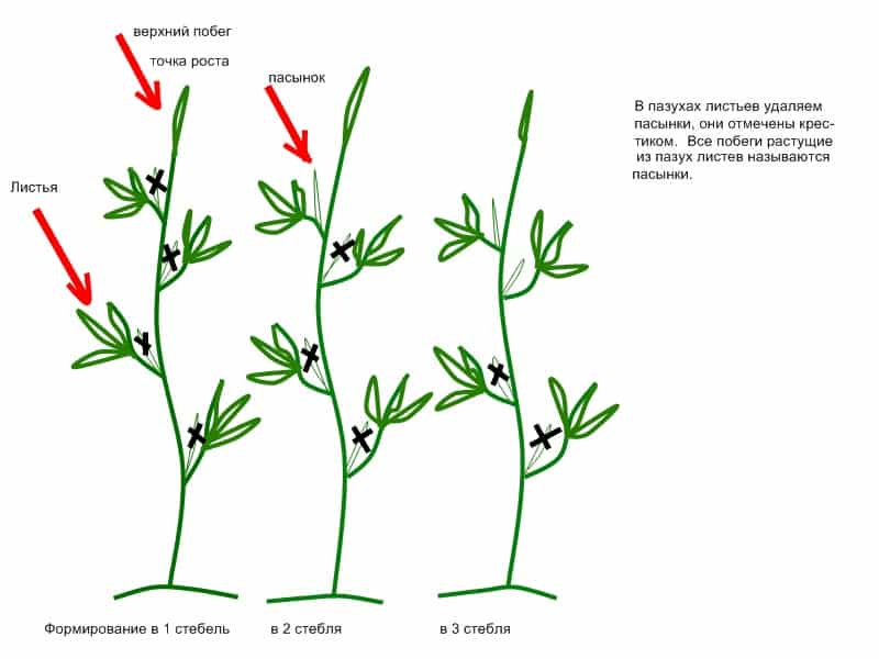 Step-by-step instructions for beginning gardeners: how to properly plant tomatoes in a greenhouse and why this is necessary