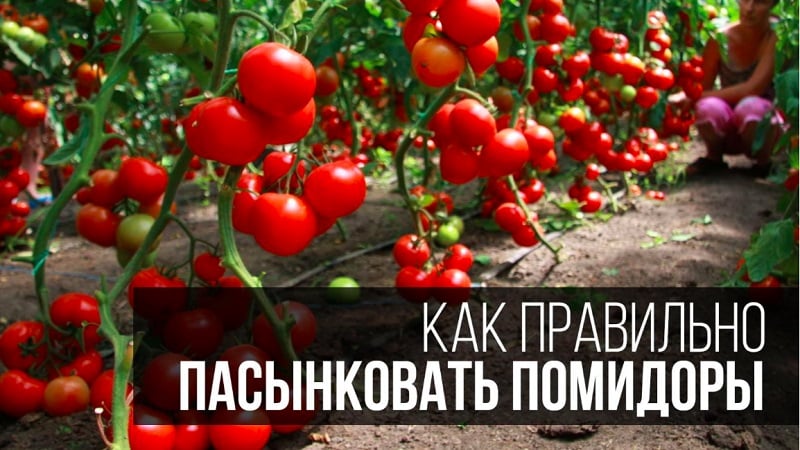 Step-by-step instructions for beginning gardeners: how to properly plant tomatoes in a greenhouse and why this is necessary