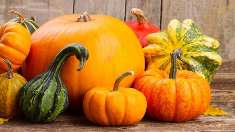 The benefits and harms of pumpkin for the body: composition and properties of the vegetable, rules for its use
