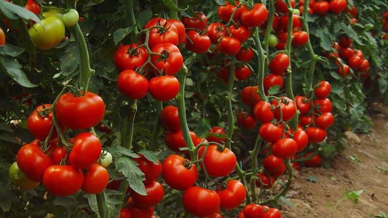 A popular and beloved variety of sweet and sour cherry tomatoes: Japanese brush tomato and its benefits