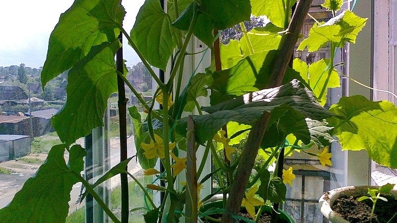 Step-by-step instructions for beginner vegetable growers: how to grow cucumbers on the balcony and get a harvest