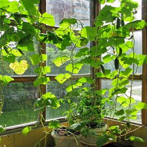 Step-by-step instructions for beginner vegetable growers: how to grow cucumbers on the balcony and get a harvest